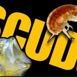 Scuds  Gammarus Live Food Source 