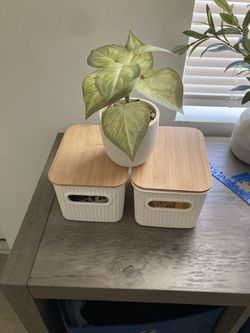 2 Bins & Plant