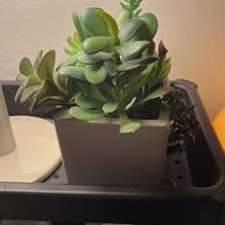 Fake Succulent Plant $7