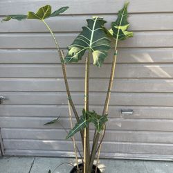 10” alocasia sarian 5ft tall 