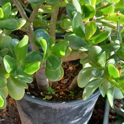 Jade Plant 