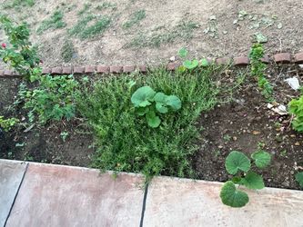 Moss Rose Amor De Un Rato Plants