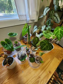 Plant Collection - Anthuriums and Syngoniums - $25