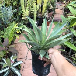 Blue Glow Agave Succulent Poant