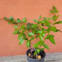 Plant Una de gato
