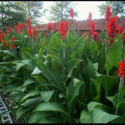 Canna Lilly Bulbs