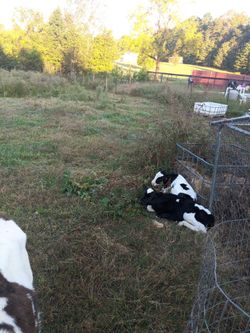 Holsteins bottle calves