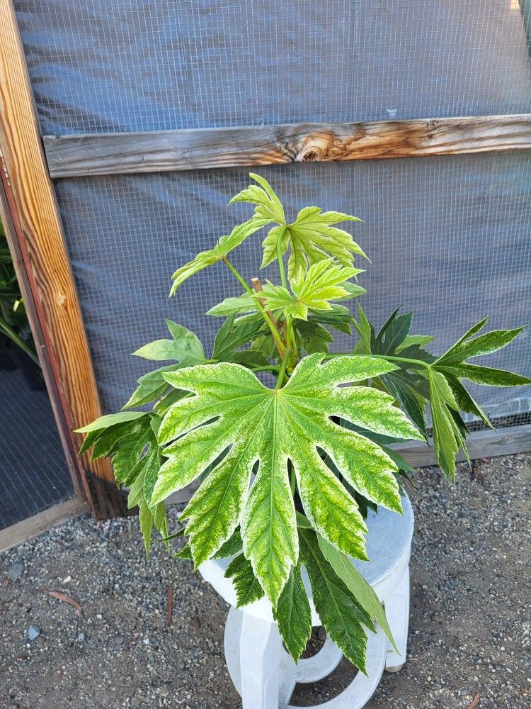 Fatsia Japonica Plant 10" Pot