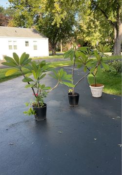 Plumeria trees