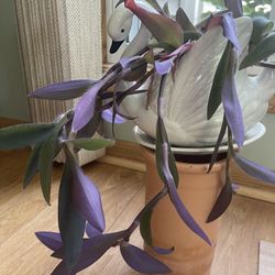 purple heart plant 