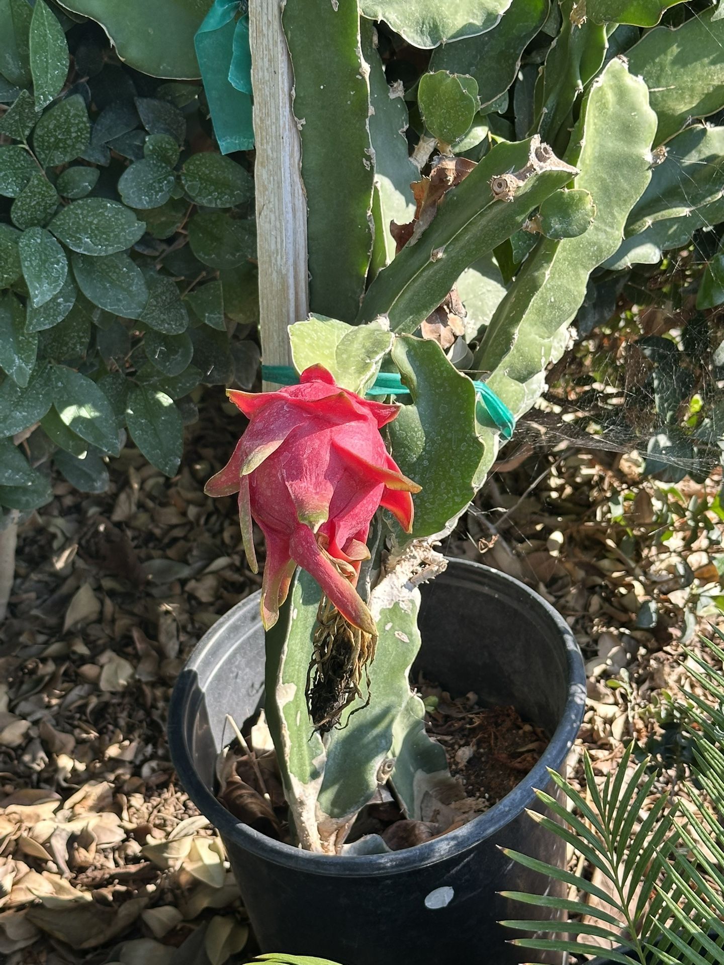 White Fleshed Dragon Fruit