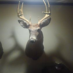 Real 11 Point Deer Head