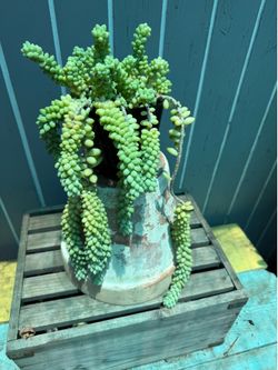 Donkeys tail succulent