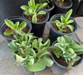 Kalanchoe O Mala Madre Plans In One Gallón $15 And $12 Each