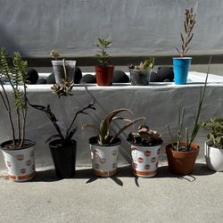 lot of 10 plants / succulents / flowers / vegetables 