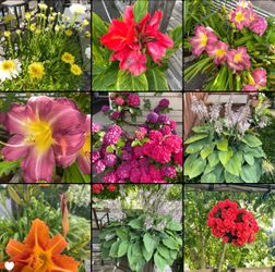 Plants