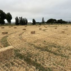 🌾 Premium Organic Hay – Grown by Hartnell College Interns.