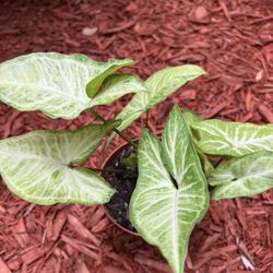 Arrowhead Plant 🪴 