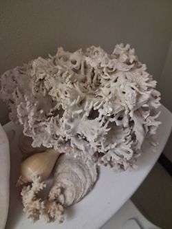 Coral