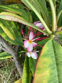 Large fresh cuttings. Multiple colors and sizes. Start at $25. These re not little 12 inch single cuttings. These are large multi branch. Have others 