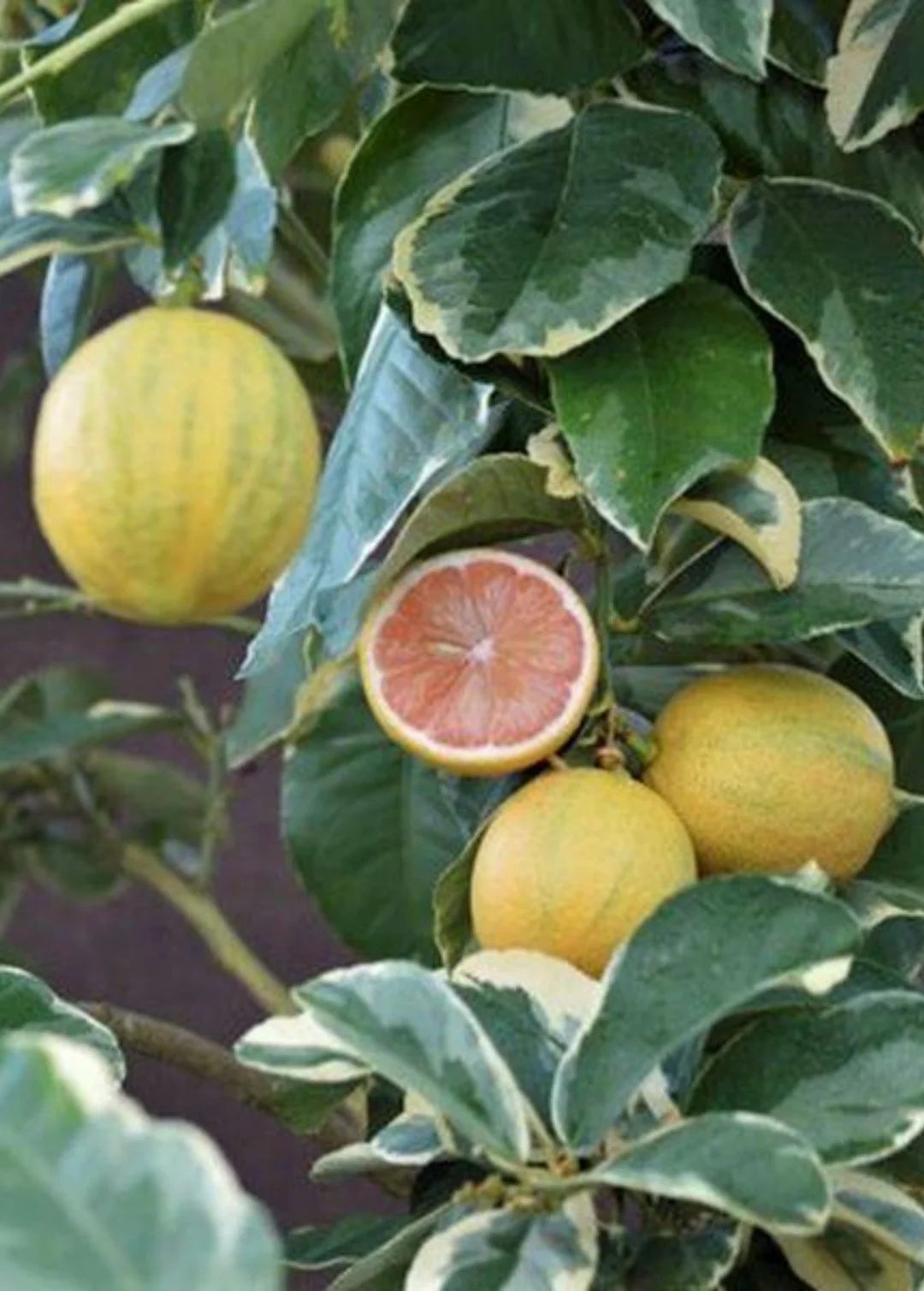 Variegated Pink Eureka Lemon tree 🍋🍋🍋