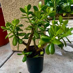 Jade Plant 🌱 