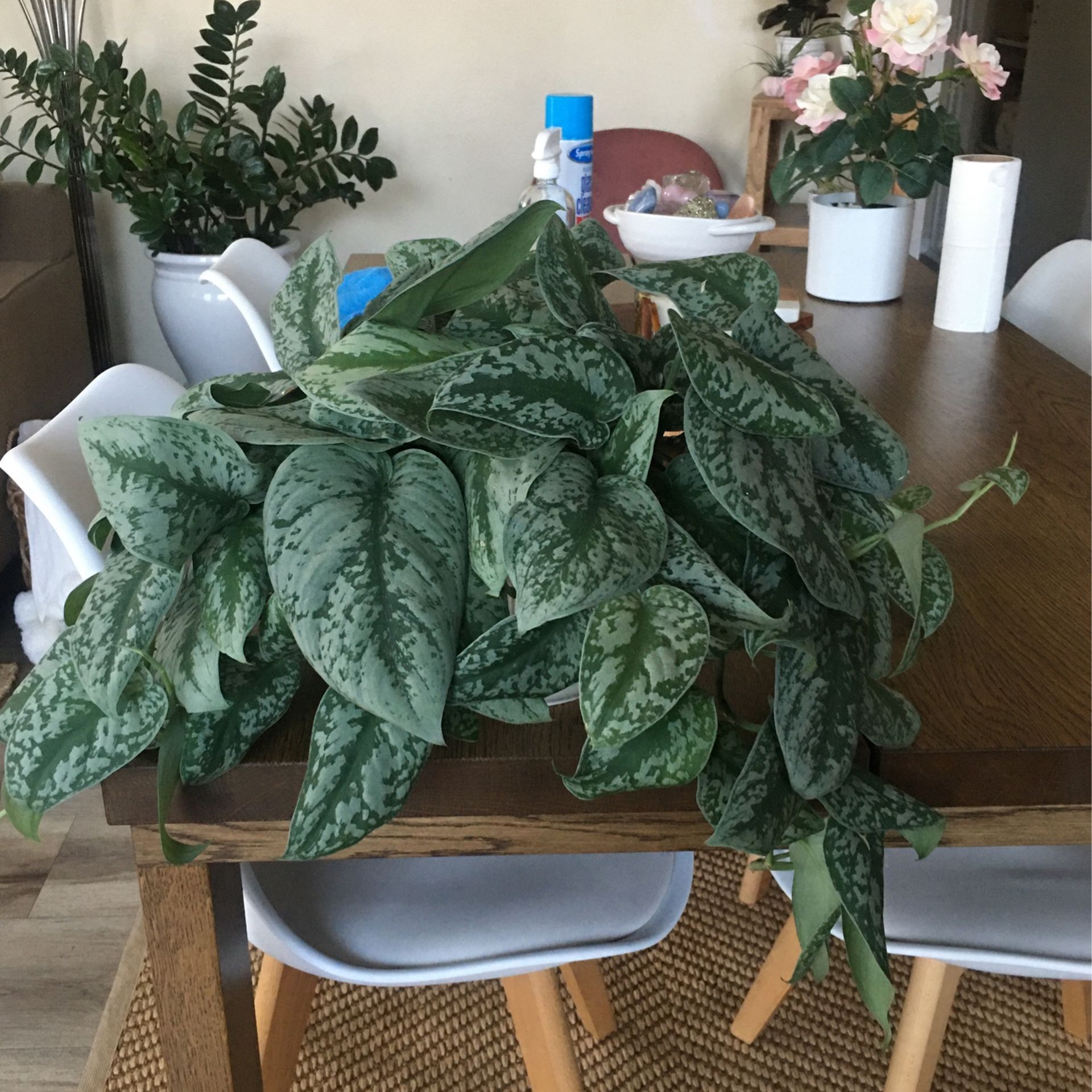 Exotic Plant