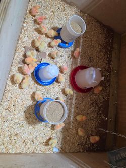 Pollos de engorde/ broiler chicks