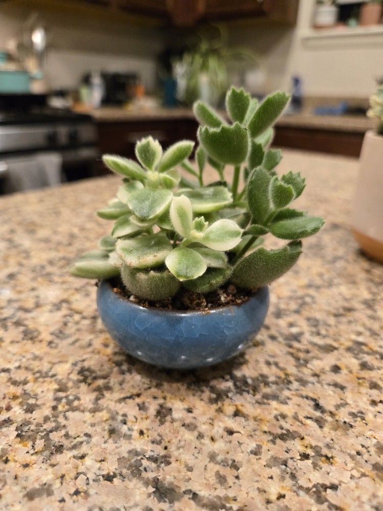Bear Paws - Succulent