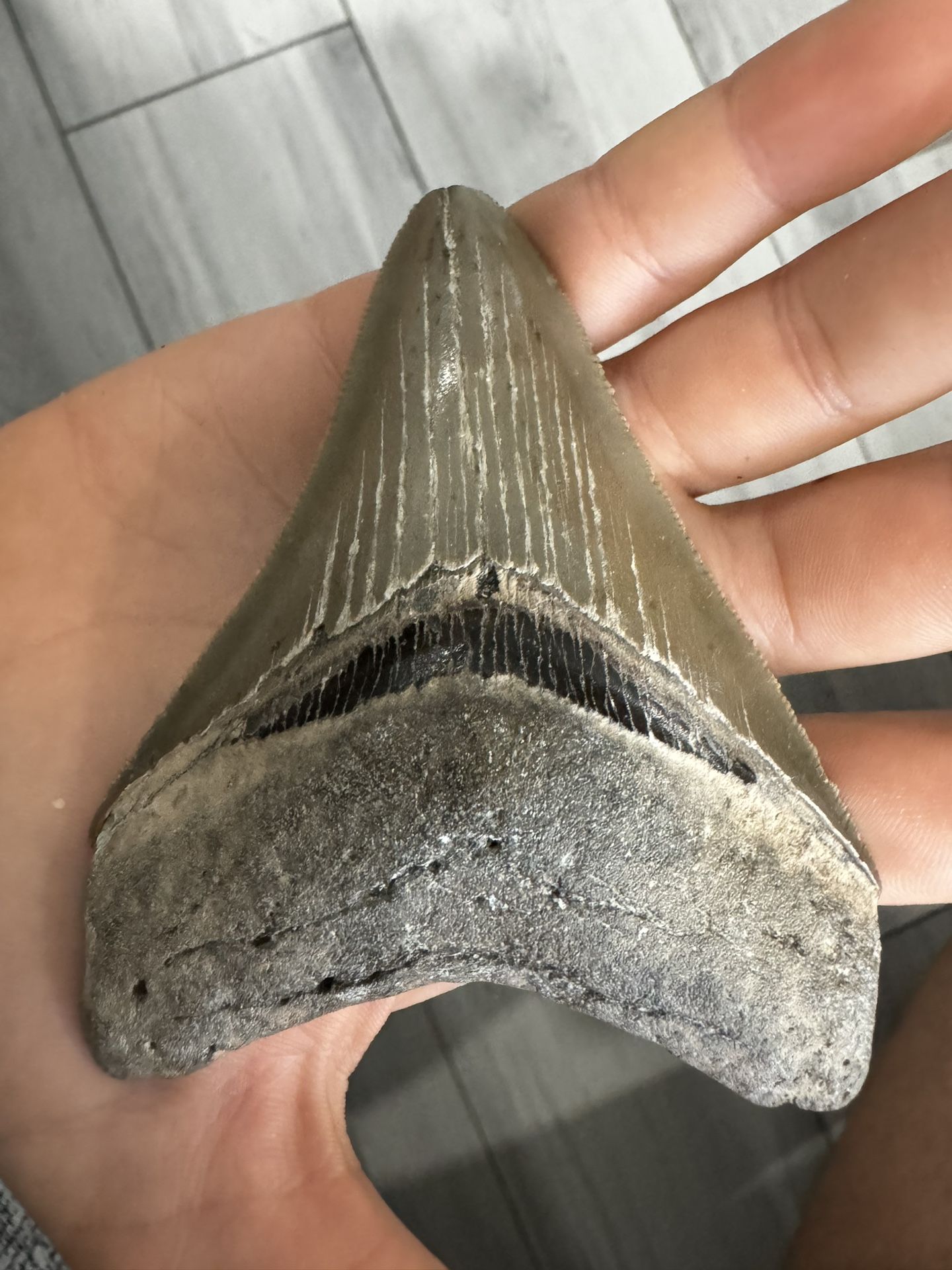 Meg 