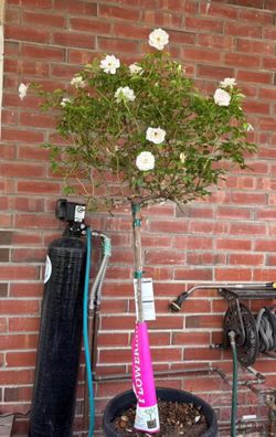 White rose iceberg rose tree plants