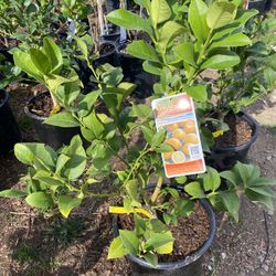 Fruit Trees 