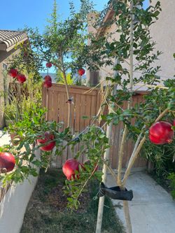 American pomegranate trees