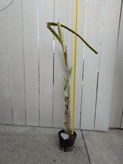 Dragon Fruit- Frankie's Red Variety