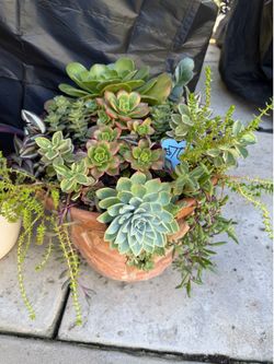 Large Beautiful succulent planter