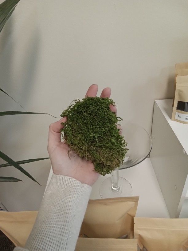 Moss For Terrariums And Plant Pots