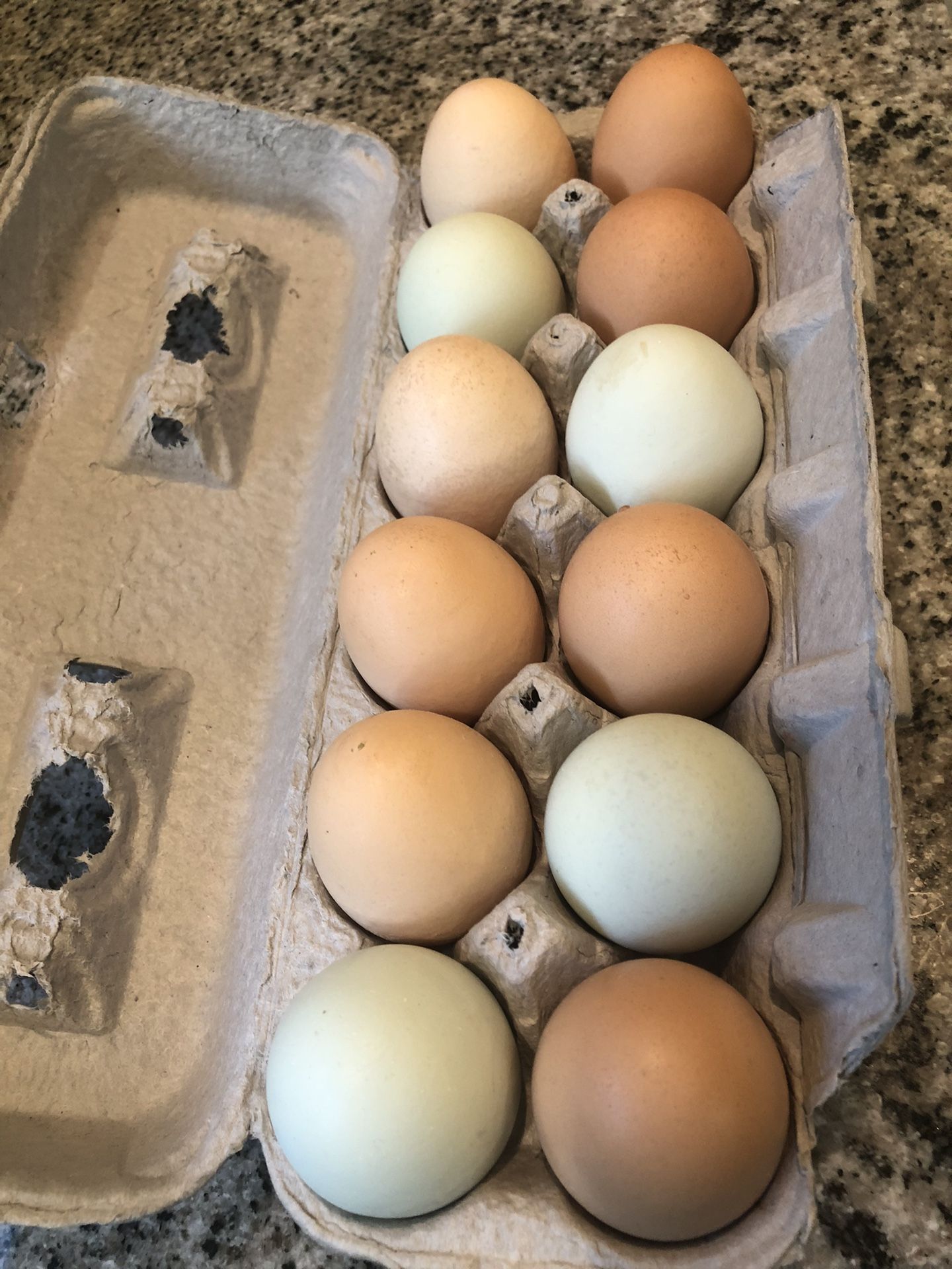 Organic Free Range Chicken Eggs- 2 Dz For 9 Or 1 For 5