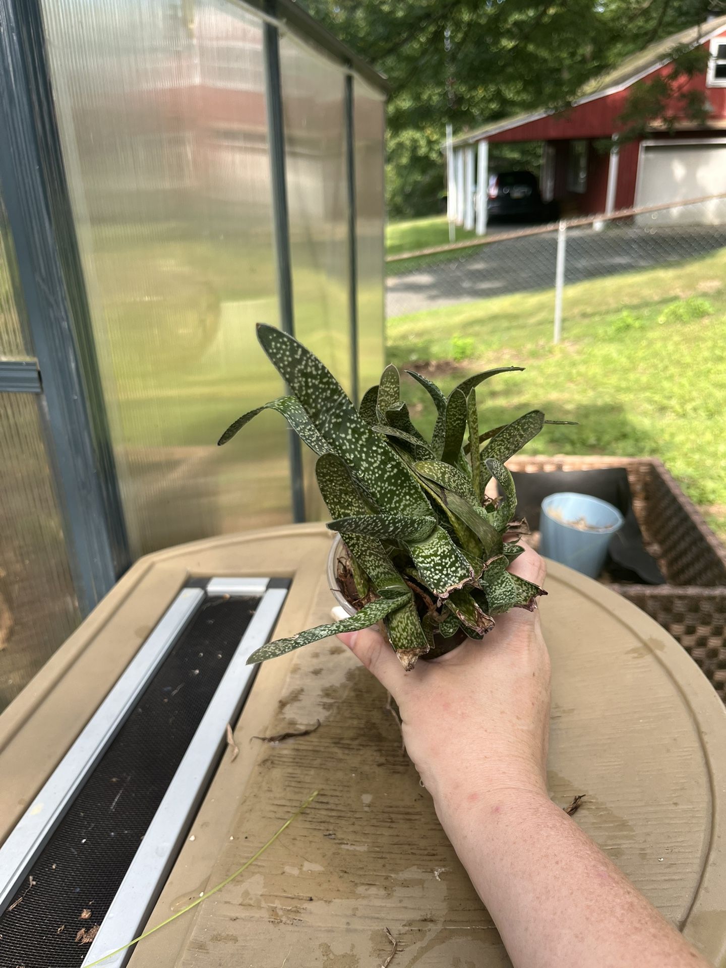 Plant