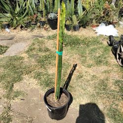 Dragon Fruit Cactus Plant