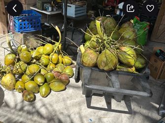 Fresh coconuts