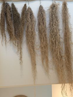 Dried Spanish Moss