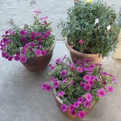 Beautiful Flowers In Bloom In Ceramic Pot