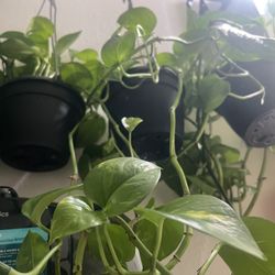 Four Indoor Plants 