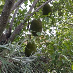 Jackfruit