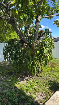 Staghorn Fern