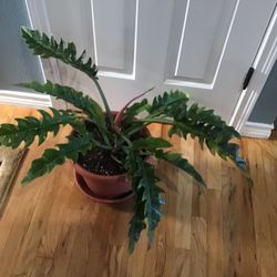 Plant