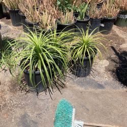 Plants
