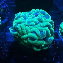Reef Decoration 
