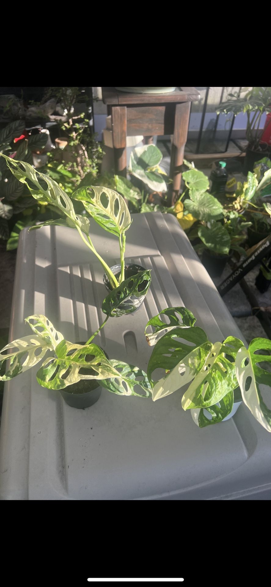 Monstera ALBO Cheese variagated