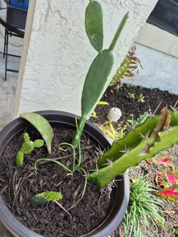 Cactus guardian of the garlic